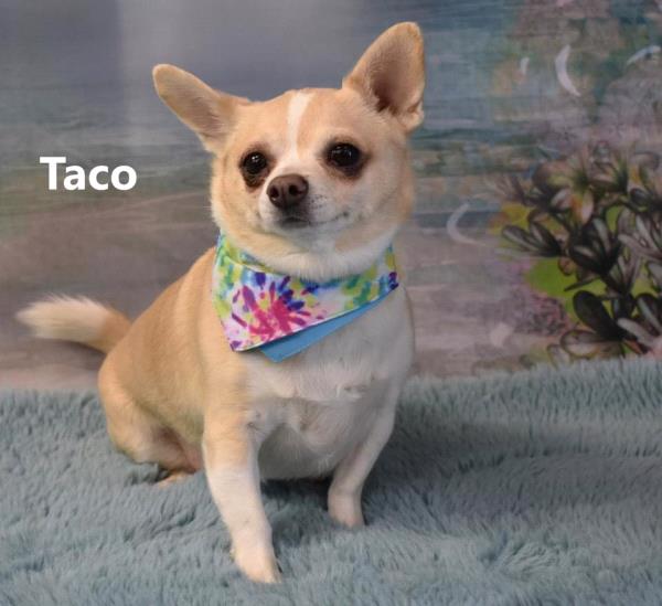 /Images/uploads/Friends of Seal Beach Animal Care Center/2025sbacc/entries/31941thumb.jpg
